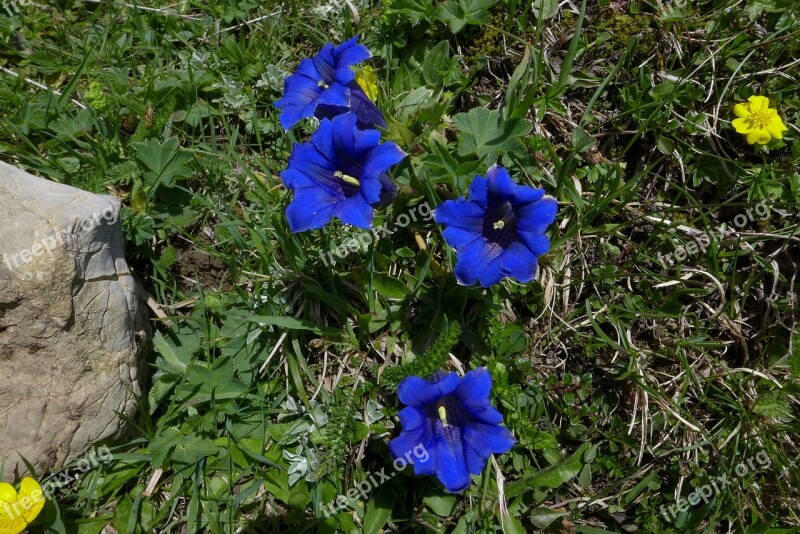 Gentian High Mountains Blue Yellow Flowers