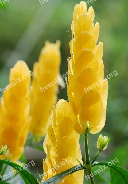 Lollipop Plant Yellow Flower Flora