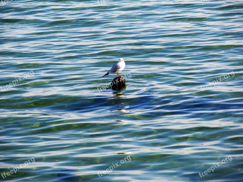 Water Sea Water Bird Bird Lake Constance