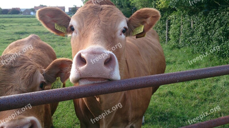 Animal Cows Cow Calf Curiosity