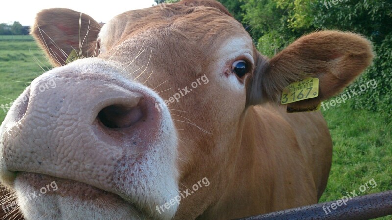 Animal Cow Curiosity Head Meadow