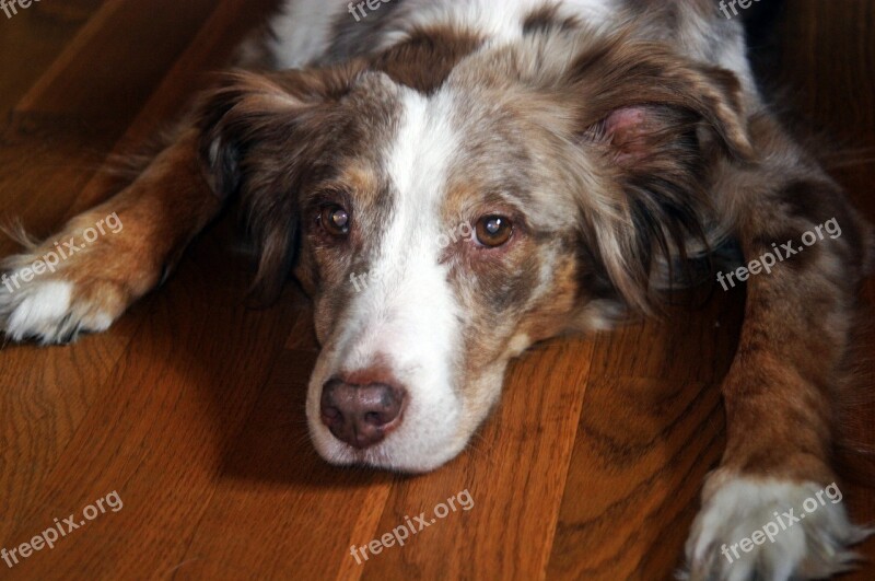 Australian Shepherd Dog Pet Red Merle Down