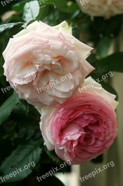 Rose Floribunda Rose Blooms Pink Flowers