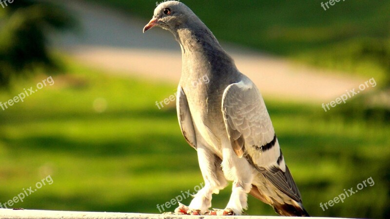 Pigeon Birds Beautiful Nature After The Sunset Glow