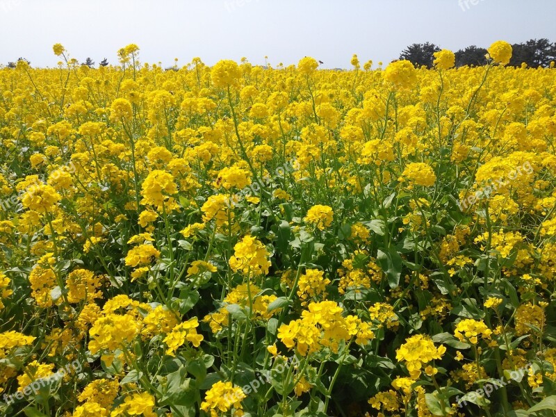 Rape Flowers Yellow Flower Jeju Island Free Photos