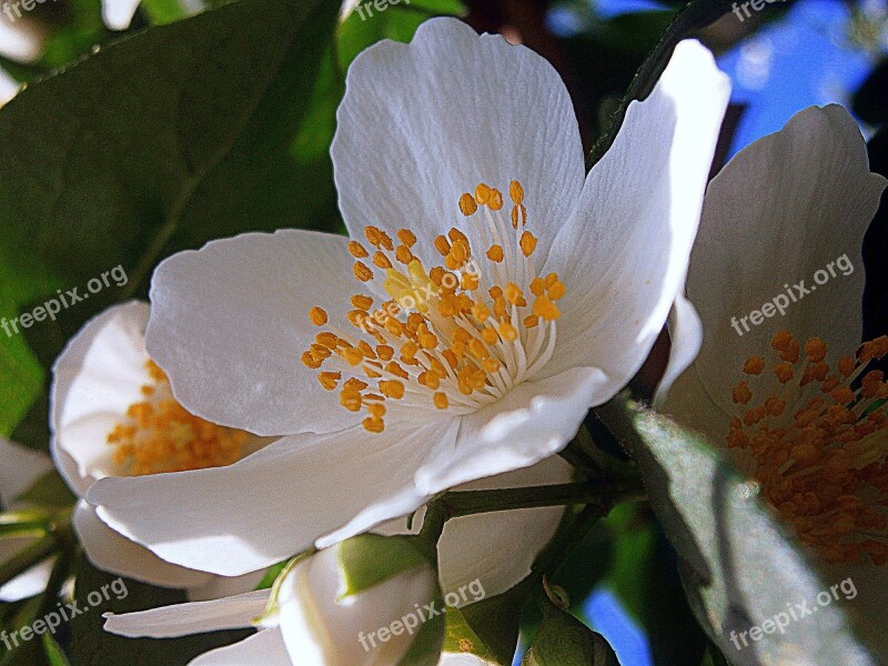 Summer Jasmine Bauer Jasmin Mock Orange Jasmin European Whistle Shrub