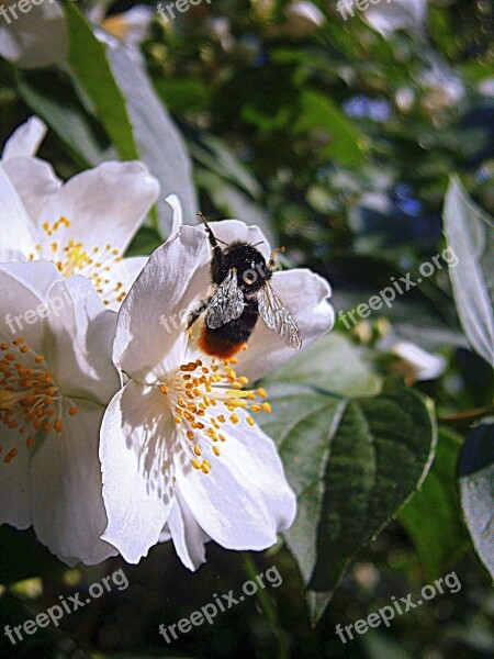 Hummel Bumblebees Bombus Drones People