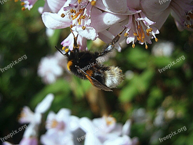 Hummel Bumblebees Bombus Drones People