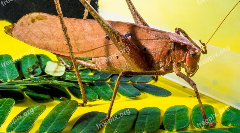 Grasshopper Viridissima Insect Scare Chitin