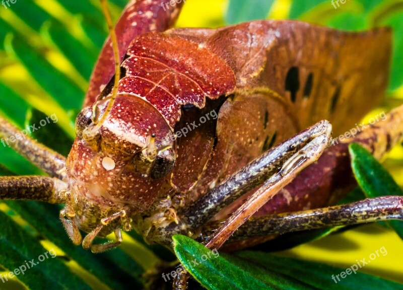 Grasshopper Viridissima Insect Scare Chitin