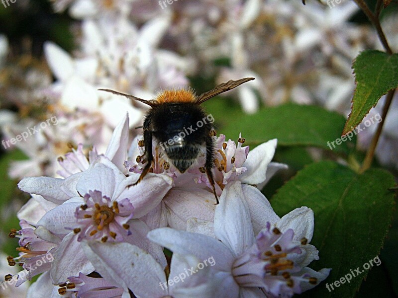 Hummel Bumblebees Bombus Drones People