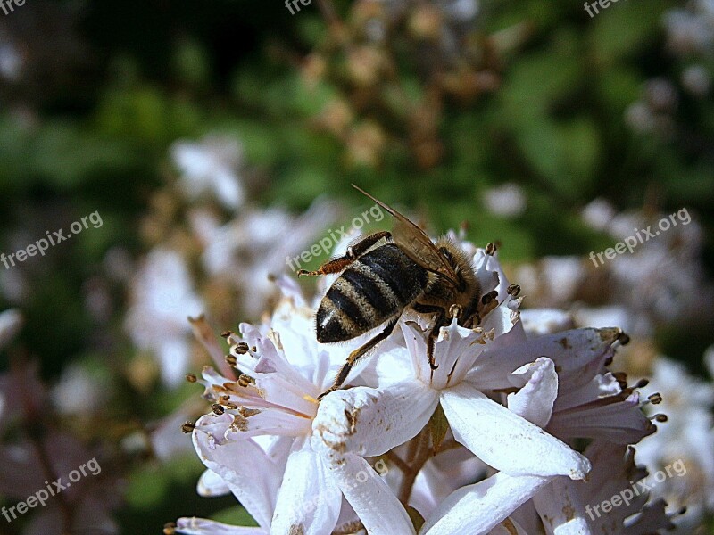 Bee Bees Honey Bee Insect Worker Inside