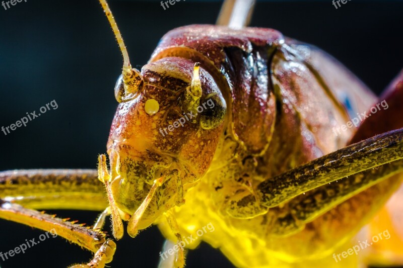 Grasshopper Viridissima Insect Scare Chitin