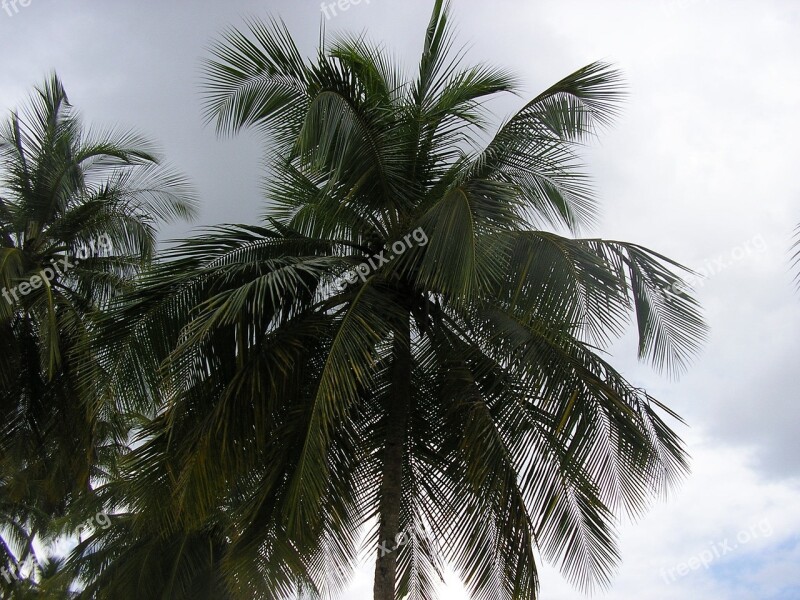 Palm Trees Sky Scenery Plant Free Photos