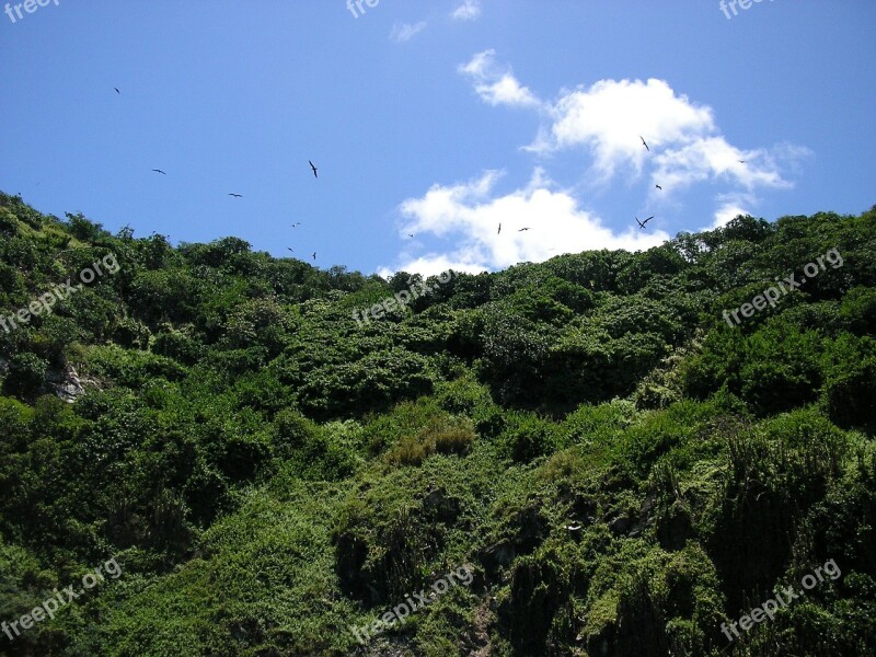 Birds Tobago Mountain Hill Sky