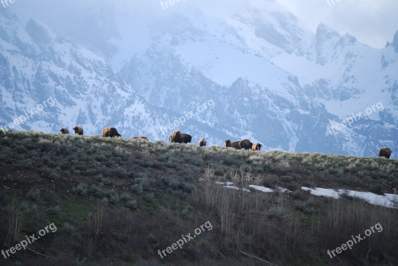 Teton Grand Tetons Wyoming Grand Teton National Park Bison