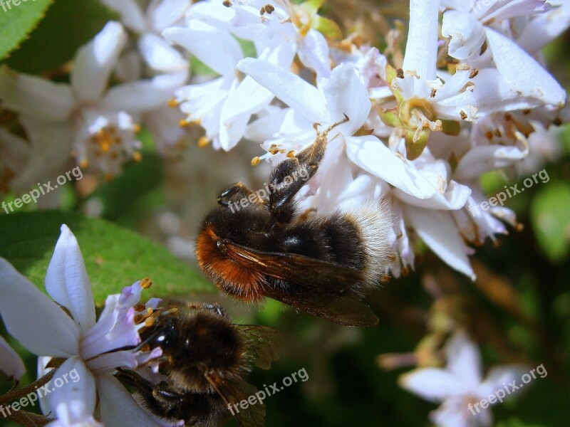 Hummel Bumblebees Bombus Drones People