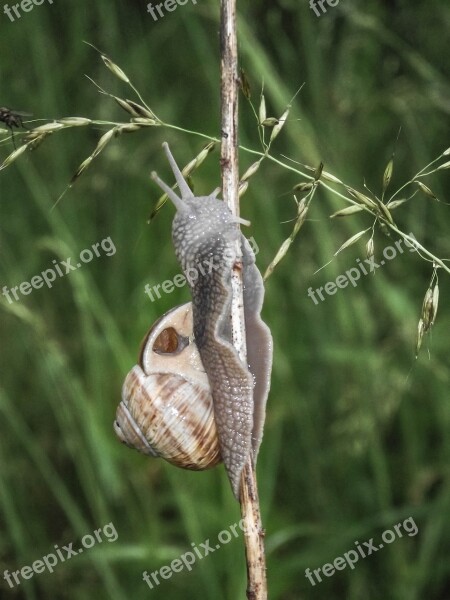 Nature Animal Snail Course East Green