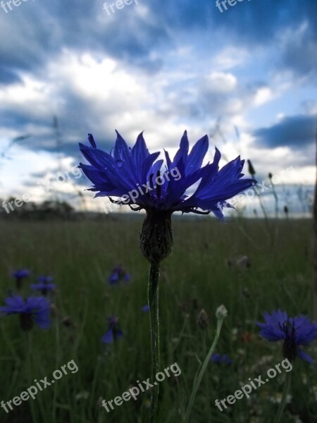 Cornflower Blue Nature Landscape Close Up