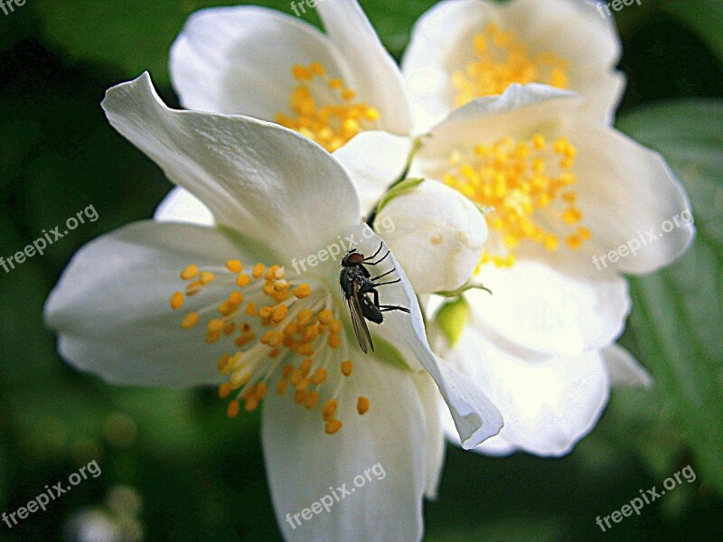 Fly Summer Jasmine Bauer Jasmin Mock Orange Jasmin