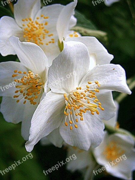 Summer Jasmine Bauer Jasmin Mock Orange Jasmin European Whistle Shrub