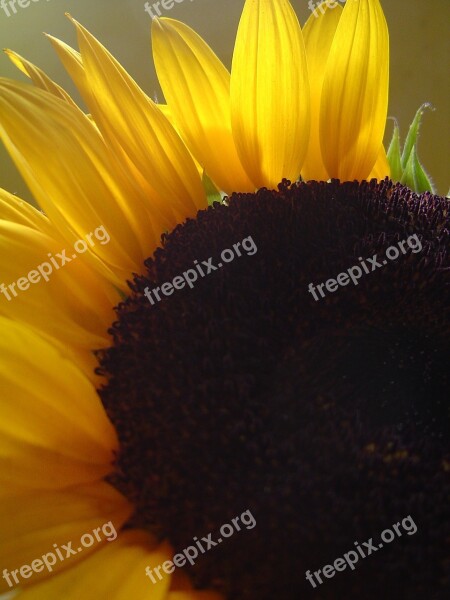 Sunflower Petals Backlight Yellow Nature