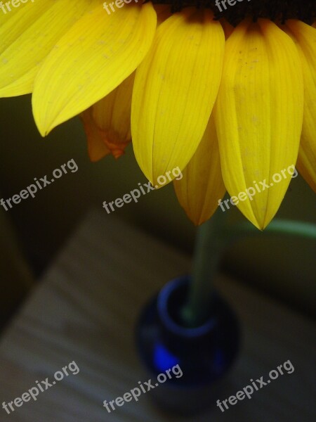 Daisy Vase Blue Petals Flower