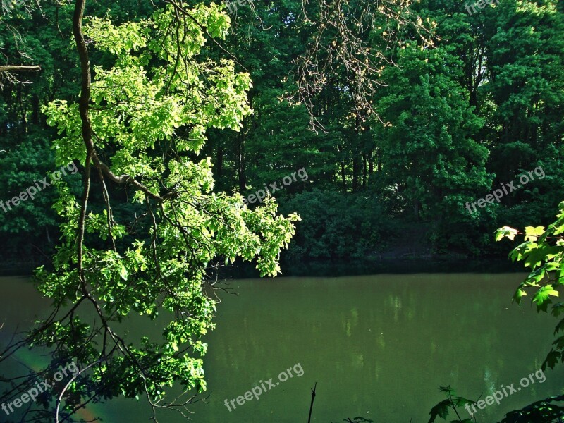 Forest Pond Trees Trees Near The Water Forest Pond