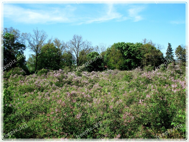 Landscape Nature Bloom Spring Lilac