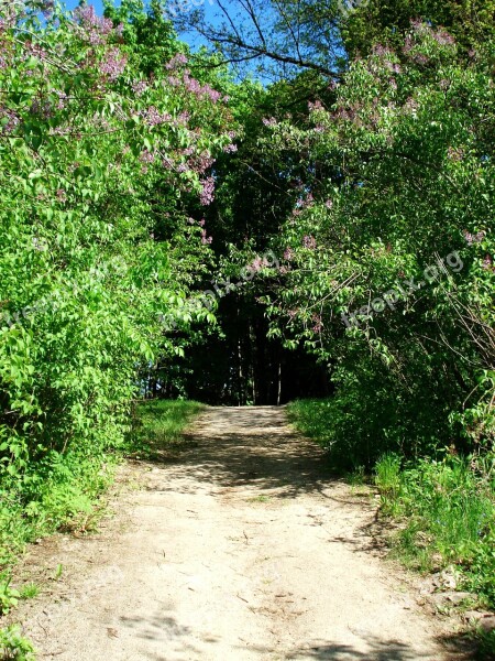 Landscape Nature Bloom Spring Lilac