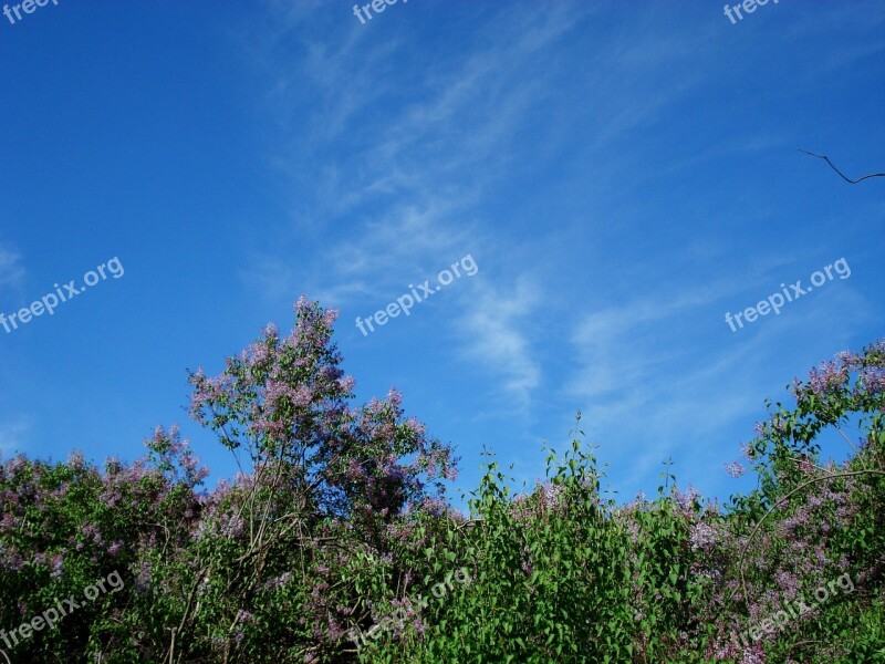 Landscape Nature Bloom Spring Lilac