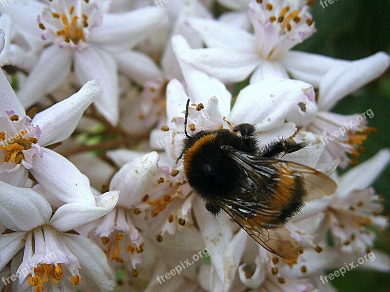 Hummel Bumblebees Bombus Drones People