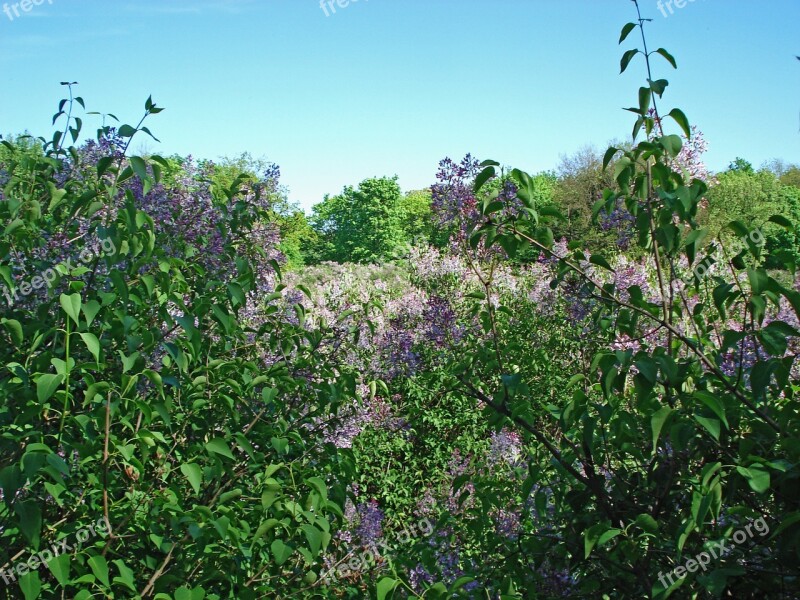 Landscape Nature Bloom Spring Lilac