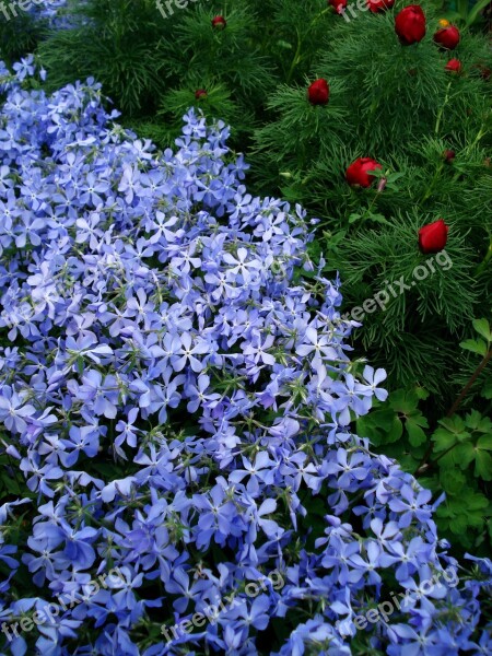 Flowers Spring Flowers Blue Flowers Purple Flowers Small Flowers