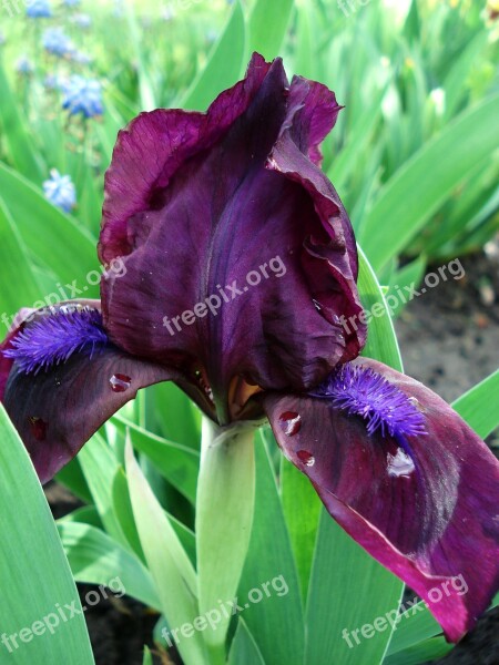 Flowers Spring Flowers Irises Purple Irises Purple Flowers