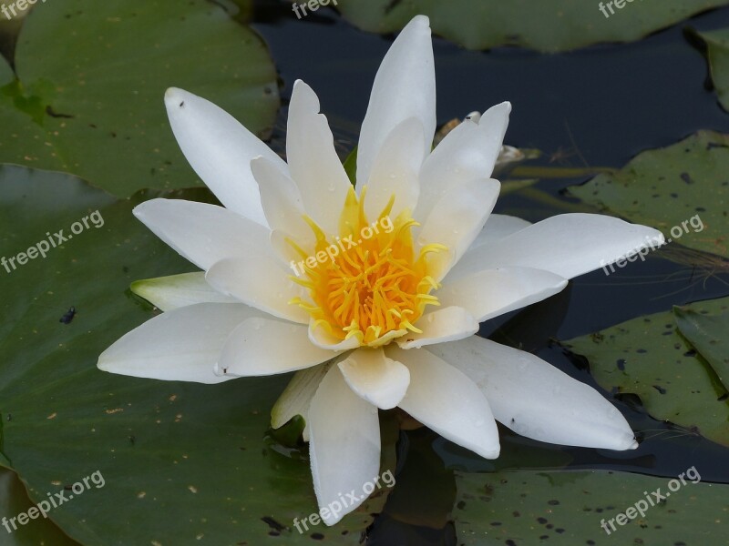 Water Lily Pond Plant Water Bloom Spring