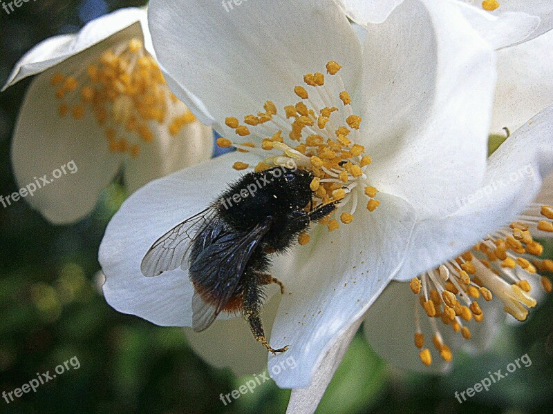 Hummel Bumblebees Bombus Drones People