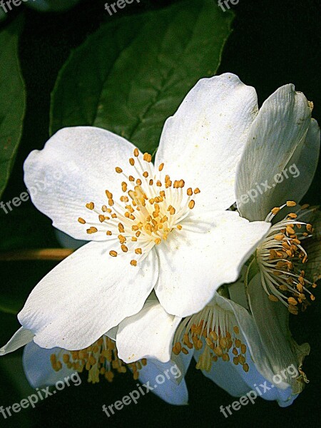 Summer Jasmine Bauer Jasmin Mock Orange Jasmin European Whistle Shrub