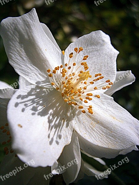 Summer Jasmine Bauer Jasmin Mock Orange Jasmin European Whistle Shrub