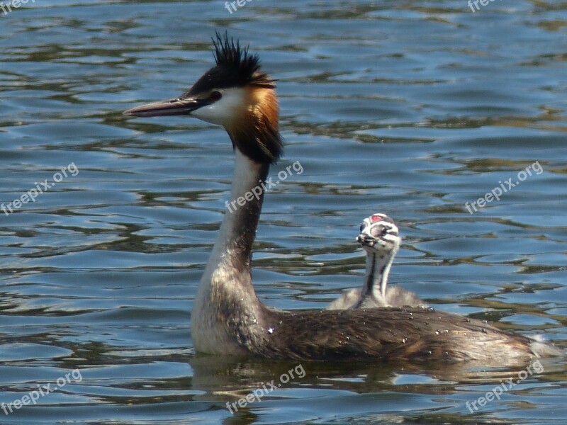 Grebe Waterfowl Young Mother Child