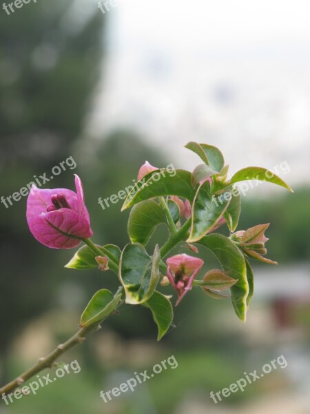 Bougainvillea Flower Magenta Green Nature