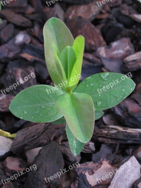 Outbreak Plant Garden Green Plants