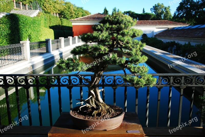 Bonsai Madrid Botanical Free Photos