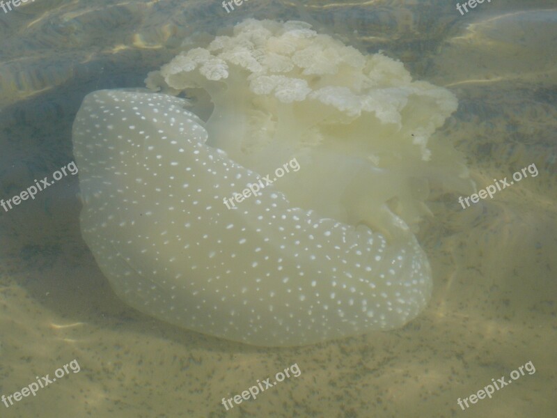 Dakhla Beach Jellyfish Free Photos