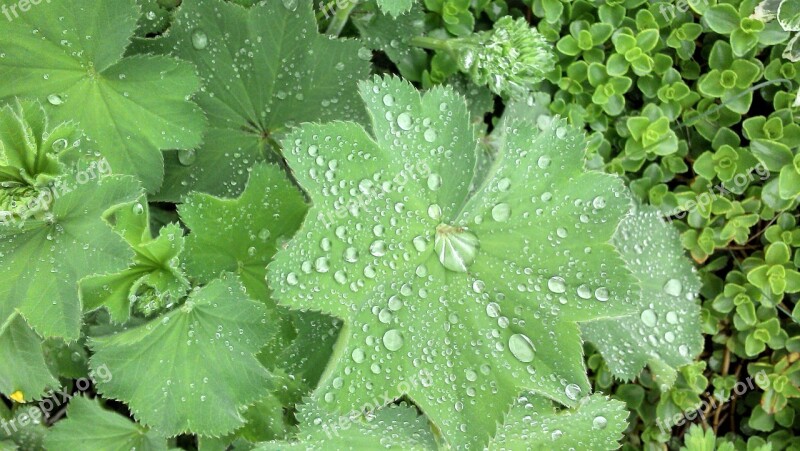 Green Leaves Green Green Plant Shades Of Green