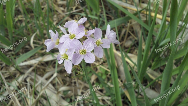 Flower Incomplete Plant Flowers Pollen