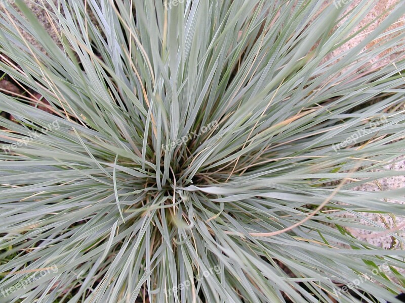 Plant Nature Flora Cluster Grass