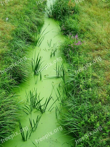 Green Grass Nature Stream žabinec