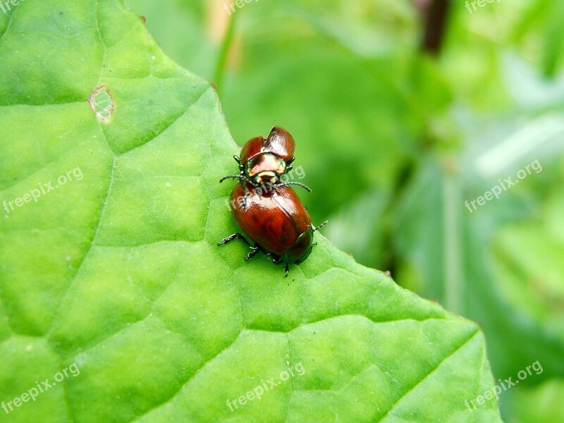 Macro Sheet Detail Ladybird Sedmitečné