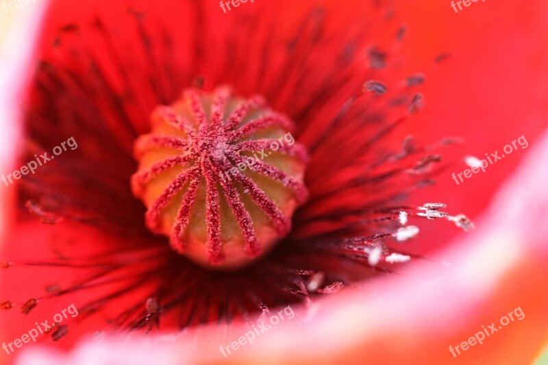 Poppy Red Poppy Blossom Bloom Nature